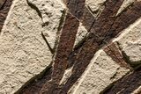 Impressive Fossil Palm and Fish Mural - Ready To Hang #382737-12